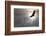 Bald Eagle Flying Above The Clouds-Steve Collender-Framed Photographic Print