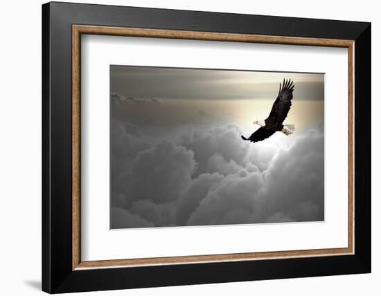 Bald Eagle Flying Above The Clouds-Steve Collender-Framed Photographic Print