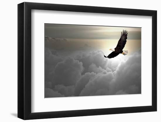 Bald Eagle Flying Above The Clouds-Steve Collender-Framed Photographic Print