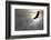 Bald Eagle Flying Above The Clouds-Steve Collender-Framed Photographic Print