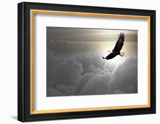 Bald Eagle Flying Above The Clouds-Steve Collender-Framed Photographic Print