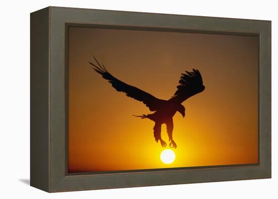Bald Eagle Flying at Sunrise-W^ Perry Conway-Framed Premier Image Canvas
