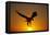 Bald Eagle Flying at Sunrise-W^ Perry Conway-Framed Premier Image Canvas