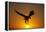 Bald Eagle Flying at Sunrise-W^ Perry Conway-Framed Premier Image Canvas