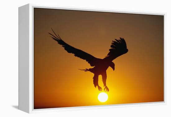 Bald Eagle Flying at Sunrise-W^ Perry Conway-Framed Premier Image Canvas