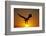 Bald Eagle Flying at Sunrise-W^ Perry Conway-Framed Photographic Print