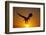 Bald Eagle Flying at Sunrise-W^ Perry Conway-Framed Photographic Print