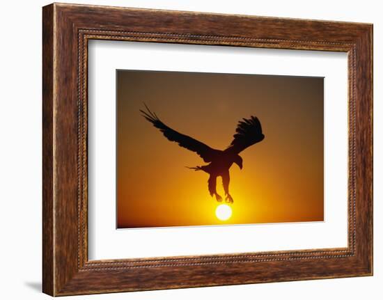 Bald Eagle Flying at Sunrise-W^ Perry Conway-Framed Photographic Print