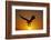 Bald Eagle Flying at Sunrise-W^ Perry Conway-Framed Photographic Print