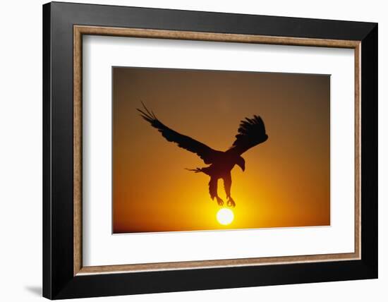 Bald Eagle Flying at Sunrise-W^ Perry Conway-Framed Photographic Print