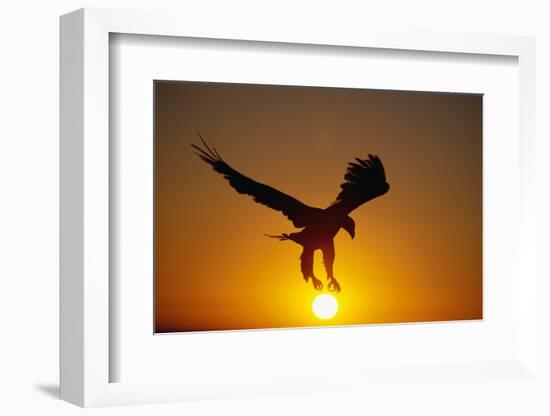 Bald Eagle Flying at Sunrise-W^ Perry Conway-Framed Photographic Print