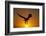 Bald Eagle Flying at Sunrise-W^ Perry Conway-Framed Photographic Print