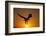 Bald Eagle Flying at Sunrise-W^ Perry Conway-Framed Photographic Print