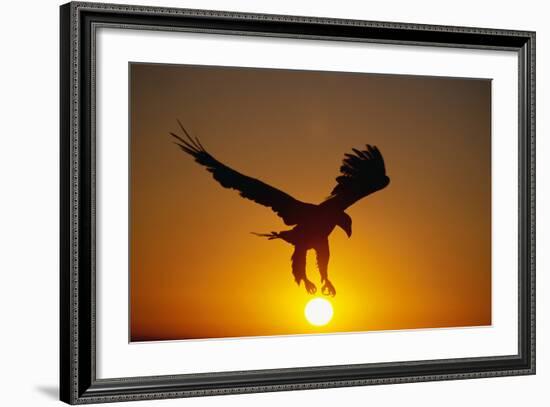 Bald Eagle Flying at Sunrise-W^ Perry Conway-Framed Photographic Print