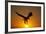 Bald Eagle Flying at Sunrise-W^ Perry Conway-Framed Photographic Print