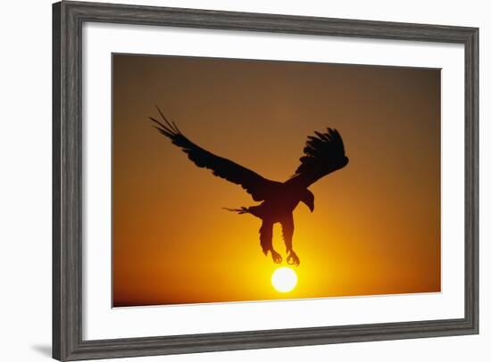 Bald Eagle Flying at Sunrise-W^ Perry Conway-Framed Photographic Print