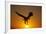 Bald Eagle Flying at Sunrise-W^ Perry Conway-Framed Photographic Print