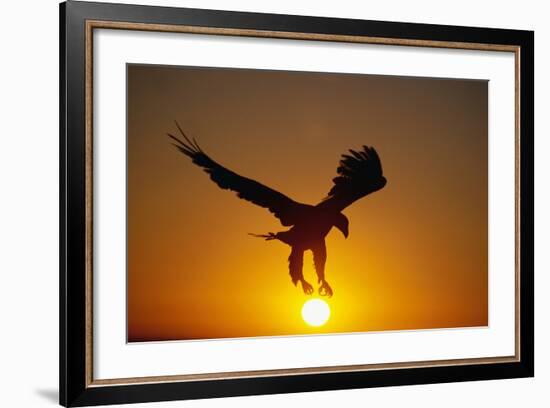 Bald Eagle Flying at Sunrise-W^ Perry Conway-Framed Photographic Print