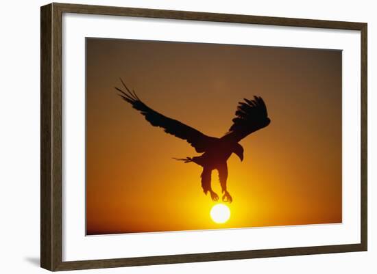 Bald Eagle Flying at Sunrise-W^ Perry Conway-Framed Photographic Print