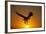 Bald Eagle Flying at Sunrise-W^ Perry Conway-Framed Photographic Print