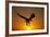 Bald Eagle Flying at Sunrise-W^ Perry Conway-Framed Photographic Print