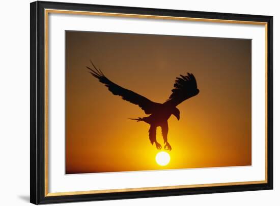 Bald Eagle Flying at Sunrise-W^ Perry Conway-Framed Photographic Print