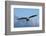 Bald Eagle flying, Homer, Alaska, USA-Keren Su-Framed Photographic Print