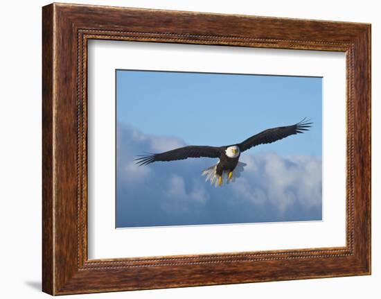 Bald Eagle flying, Homer, Alaska, USA-Keren Su-Framed Photographic Print