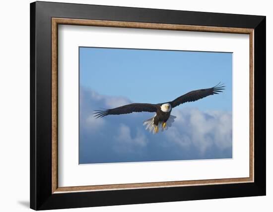 Bald Eagle flying, Homer, Alaska, USA-Keren Su-Framed Photographic Print