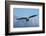 Bald Eagle flying, Homer, Alaska, USA-Keren Su-Framed Photographic Print