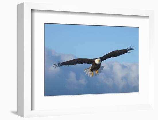 Bald Eagle flying, Homer, Alaska, USA-Keren Su-Framed Photographic Print