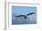 Bald Eagle flying, Homer, Alaska, USA-Keren Su-Framed Photographic Print