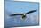 Bald Eagle flying, Homer, Alaska, USA-Keren Su-Mounted Photographic Print