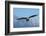 Bald Eagle flying, Homer, Alaska, USA-Keren Su-Framed Photographic Print