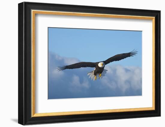 Bald Eagle flying, Homer, Alaska, USA-Keren Su-Framed Photographic Print