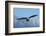 Bald Eagle flying, Homer, Alaska, USA-Keren Su-Framed Photographic Print