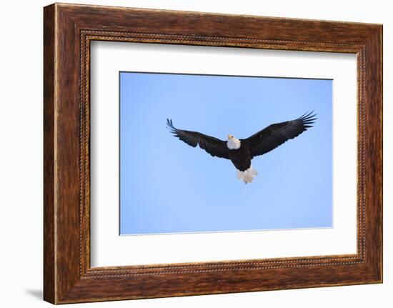 Bald Eagle flying in the sky, Haines, Alaska, USA-Keren Su-Framed Photographic Print