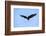 Bald Eagle flying in the sky, Haines, Alaska, USA-Keren Su-Framed Photographic Print