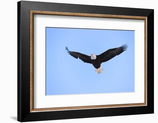 Bald Eagle flying in the sky, Haines, Alaska, USA-Keren Su-Framed Photographic Print