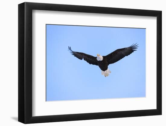 Bald Eagle flying in the sky, Haines, Alaska, USA-Keren Su-Framed Photographic Print