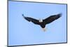 Bald Eagle flying in the sky, Haines, Alaska, USA-Keren Su-Mounted Photographic Print
