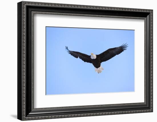 Bald Eagle flying in the sky, Haines, Alaska, USA-Keren Su-Framed Photographic Print