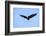 Bald Eagle flying in the sky, Haines, Alaska, USA-Keren Su-Framed Photographic Print