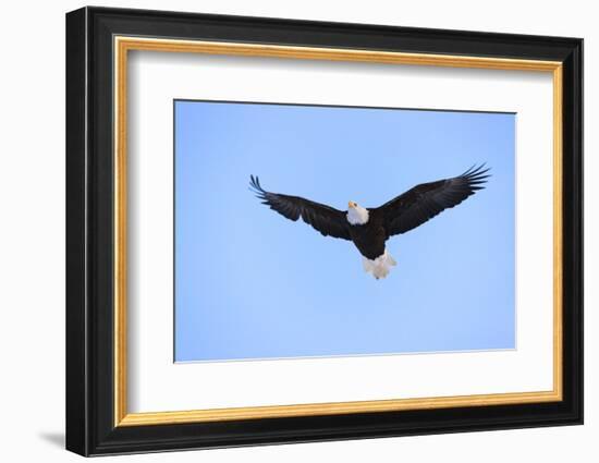 Bald Eagle flying in the sky, Haines, Alaska, USA-Keren Su-Framed Photographic Print