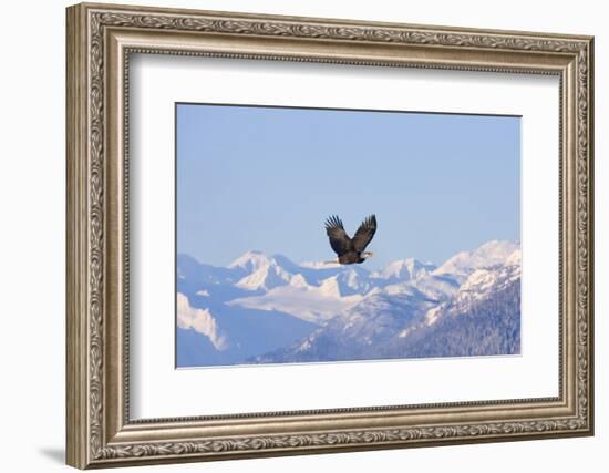 Bald Eagle flying over snow mountain, Haines, Alaska, USA-Keren Su-Framed Photographic Print