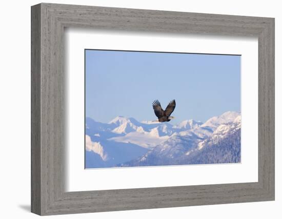 Bald Eagle flying over snow mountain, Haines, Alaska, USA-Keren Su-Framed Photographic Print