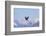 Bald Eagle flying over snow mountain, Haines, Alaska, USA-Keren Su-Framed Photographic Print