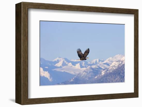 Bald Eagle flying over snow mountain, Haines, Alaska, USA-Keren Su-Framed Photographic Print