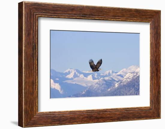 Bald Eagle flying over snow mountain, Haines, Alaska, USA-Keren Su-Framed Photographic Print