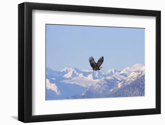 Bald Eagle flying over snow mountain, Haines, Alaska, USA-Keren Su-Framed Photographic Print